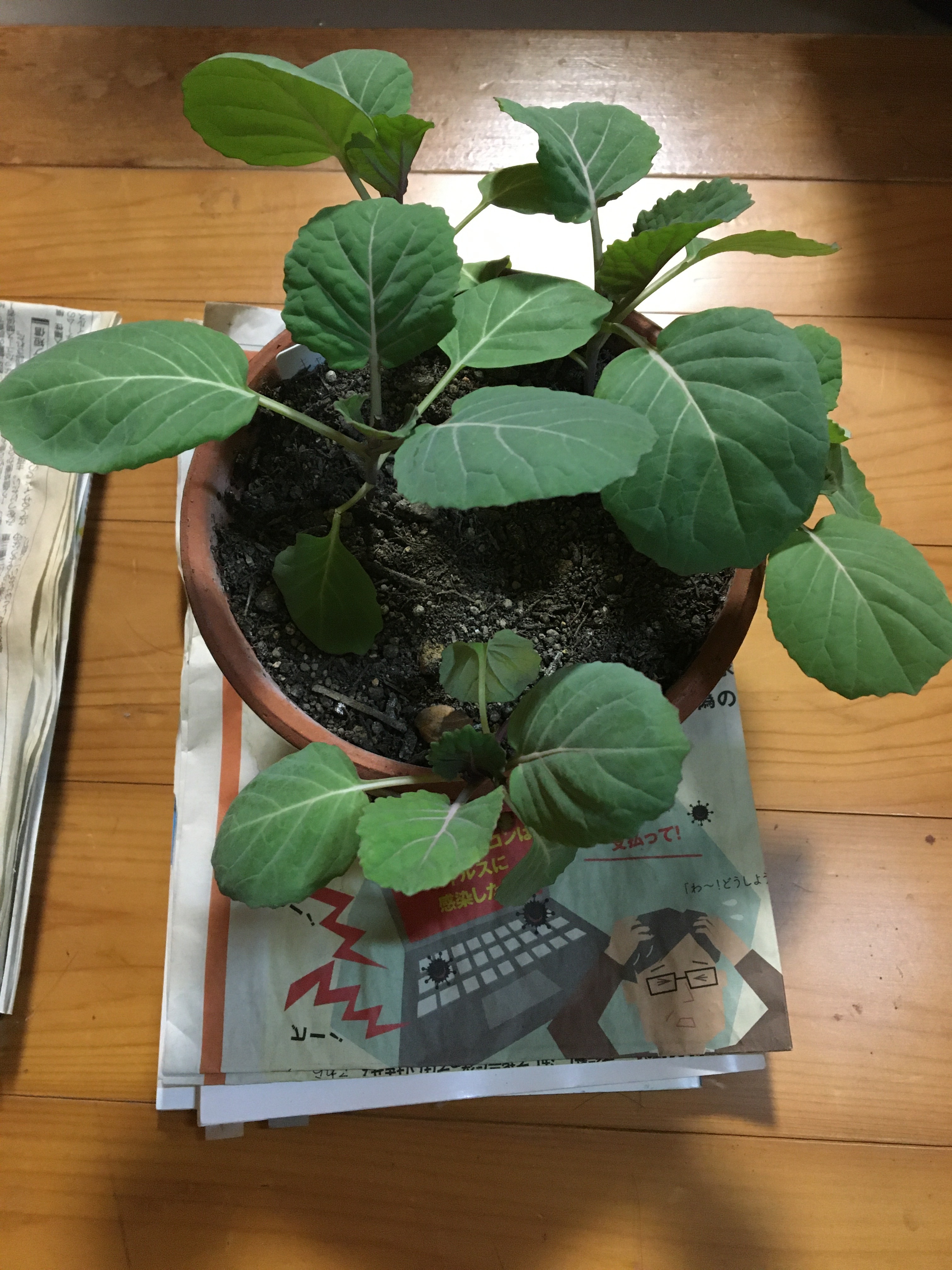 http://www.ige.tohoku.ac.jp/prg/watanabe/as-vegetable2022/IMG-7396.JPG