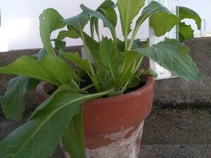 IMG_20221106_095216.jpg