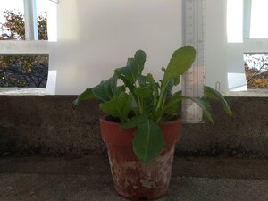 IMG_20221107_095405.jpg