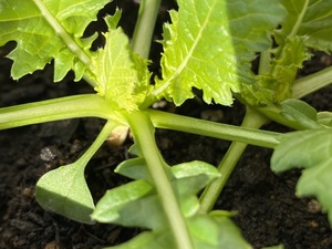 http://www.ige.tohoku.ac.jp/prg/watanabe/as-vegetable2022/assets_c/2022/12/S__9904134-thumb-300xauto-50355.jpg