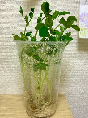 http://www.ige.tohoku.ac.jp/prg/watanabe/as-vegetable2022/assets_c/2022/12/S__9904145-thumb-autox400-50321.jpg