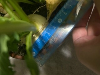 http://www.ige.tohoku.ac.jp/prg/watanabe/as-vegetable2022/co.jpg