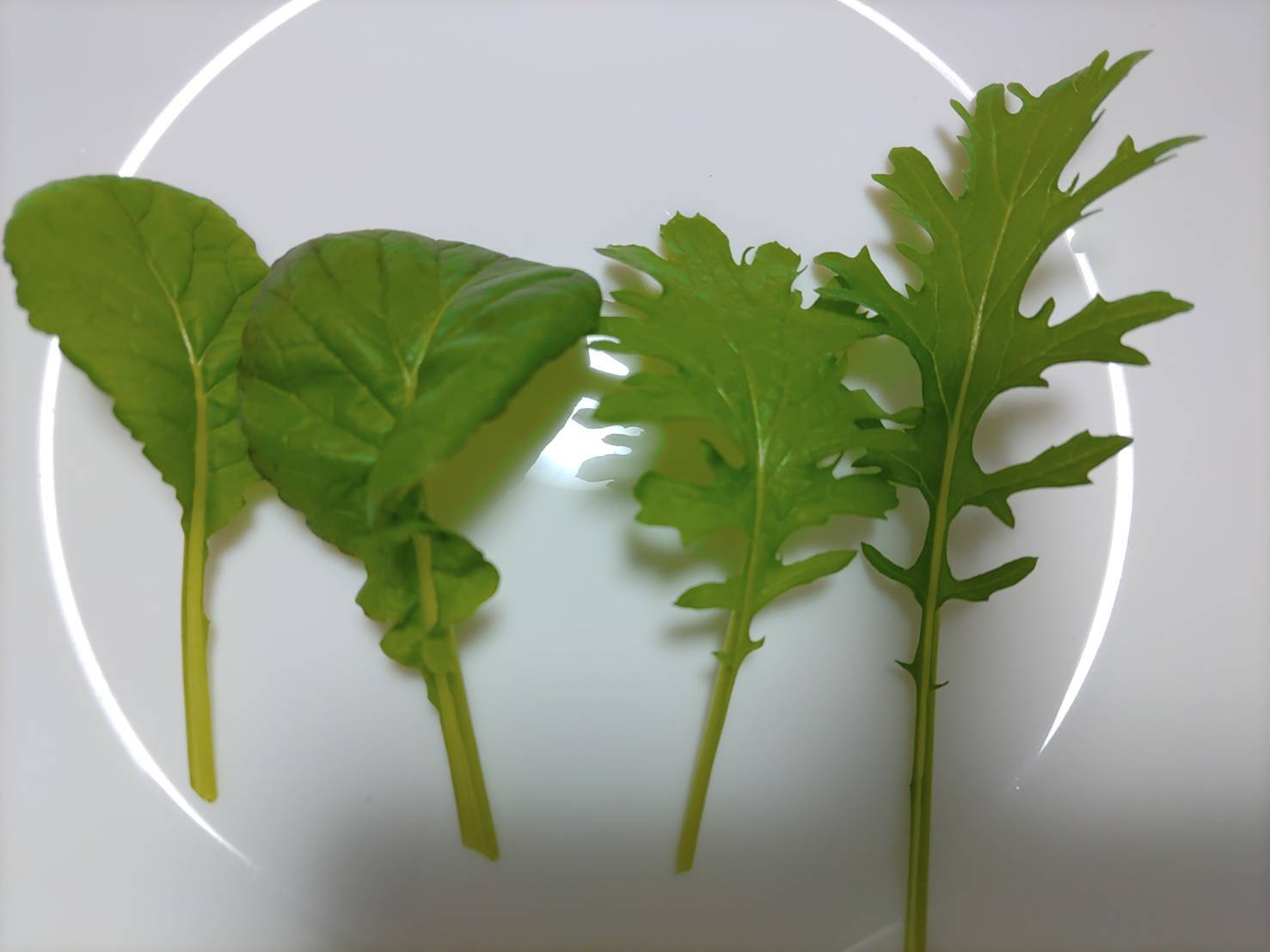 http://www.ige.tohoku.ac.jp/prg/watanabe/as-vegetable2022/images/40281.jpg
