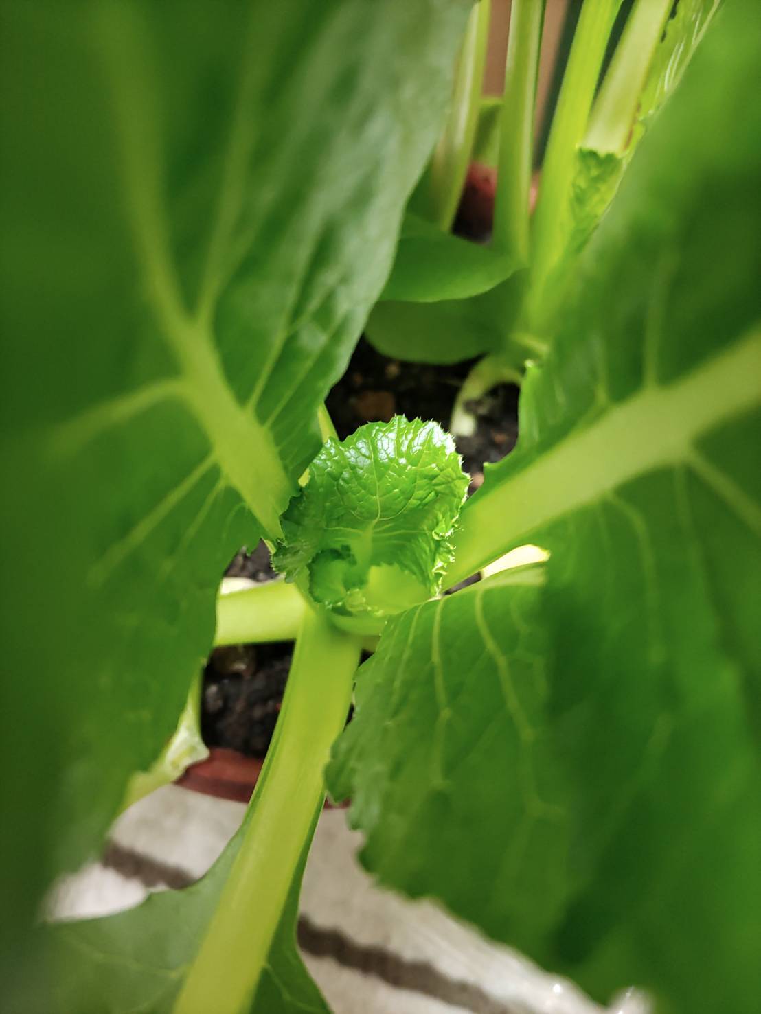 http://www.ige.tohoku.ac.jp/prg/watanabe/as-vegetable2022/images/40519.jpg