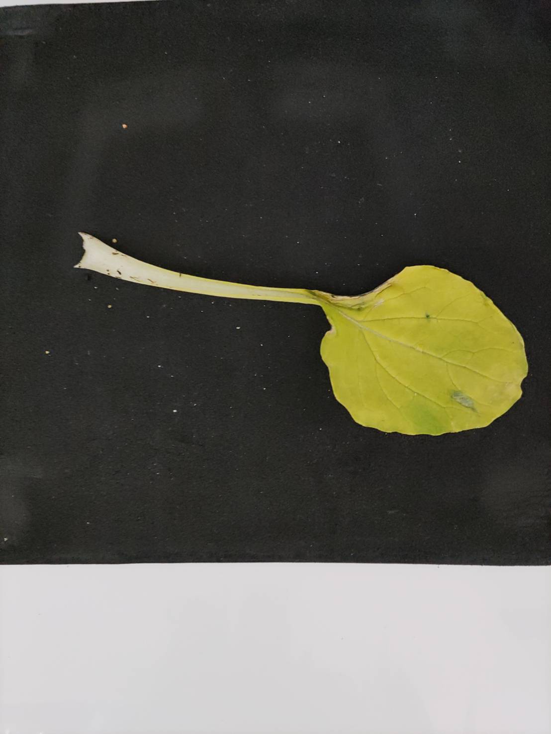 http://www.ige.tohoku.ac.jp/prg/watanabe/as-vegetable2022/images/41290.jpg