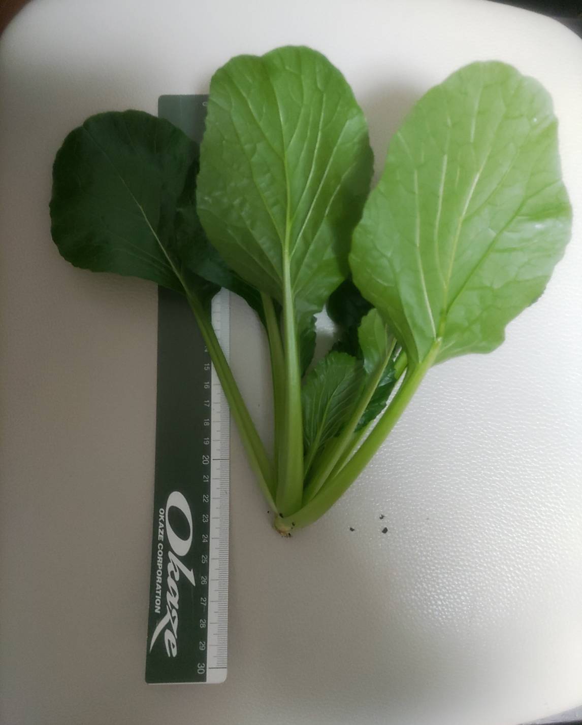 http://www.ige.tohoku.ac.jp/prg/watanabe/as-vegetable2022/images/41668.jpg