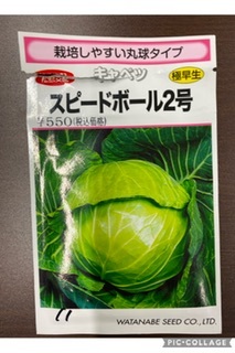 http://www.ige.tohoku.ac.jp/prg/watanabe/as-vegetable2022/images/494F0F82-3E69-4EAD-950C-3853770AD0D0.jpeg