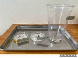 http://www.ige.tohoku.ac.jp/prg/watanabe/as-vegetable2022/images/BD42DC03-7746-41FC-B7C4-BED57E07B464.jpeg