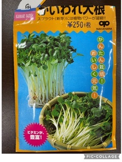 http://www.ige.tohoku.ac.jp/prg/watanabe/as-vegetable2022/images/D7BACC75-E9FD-45E2-85DB-EE3BBB127FBA.jpeg