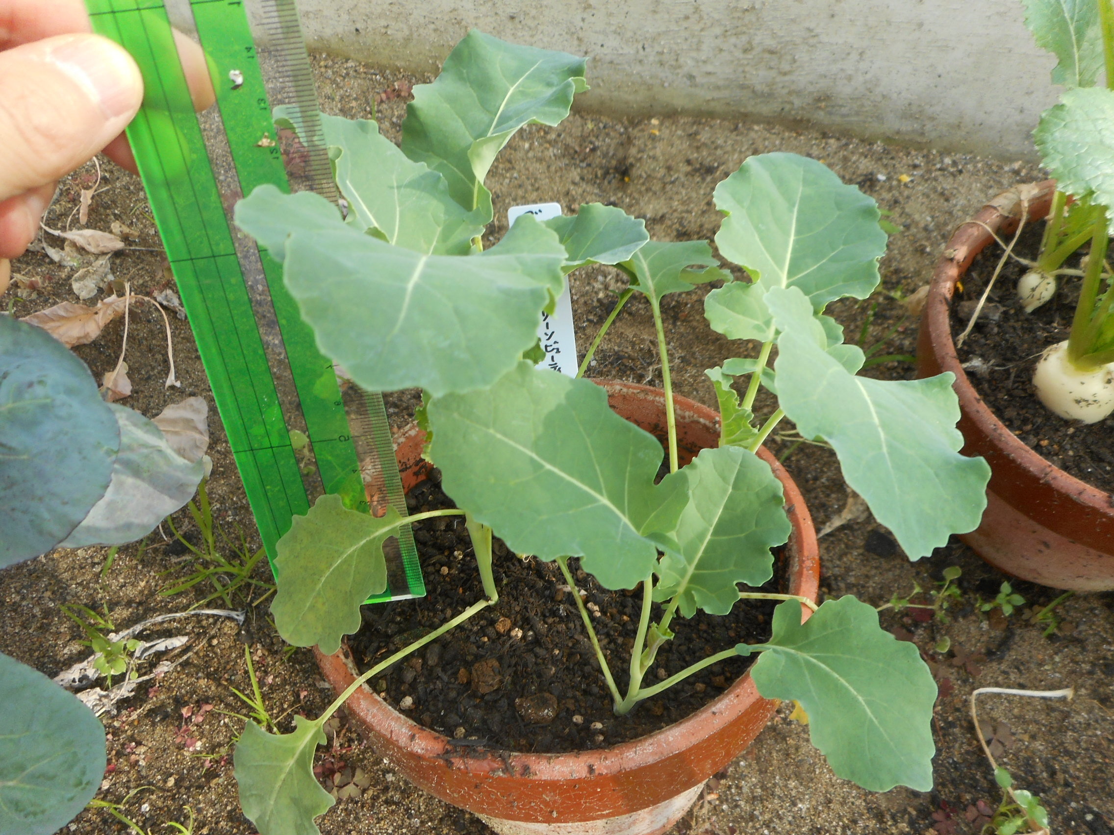 http://www.ige.tohoku.ac.jp/prg/watanabe/as-vegetable2022/images/DSCN4252.JPG