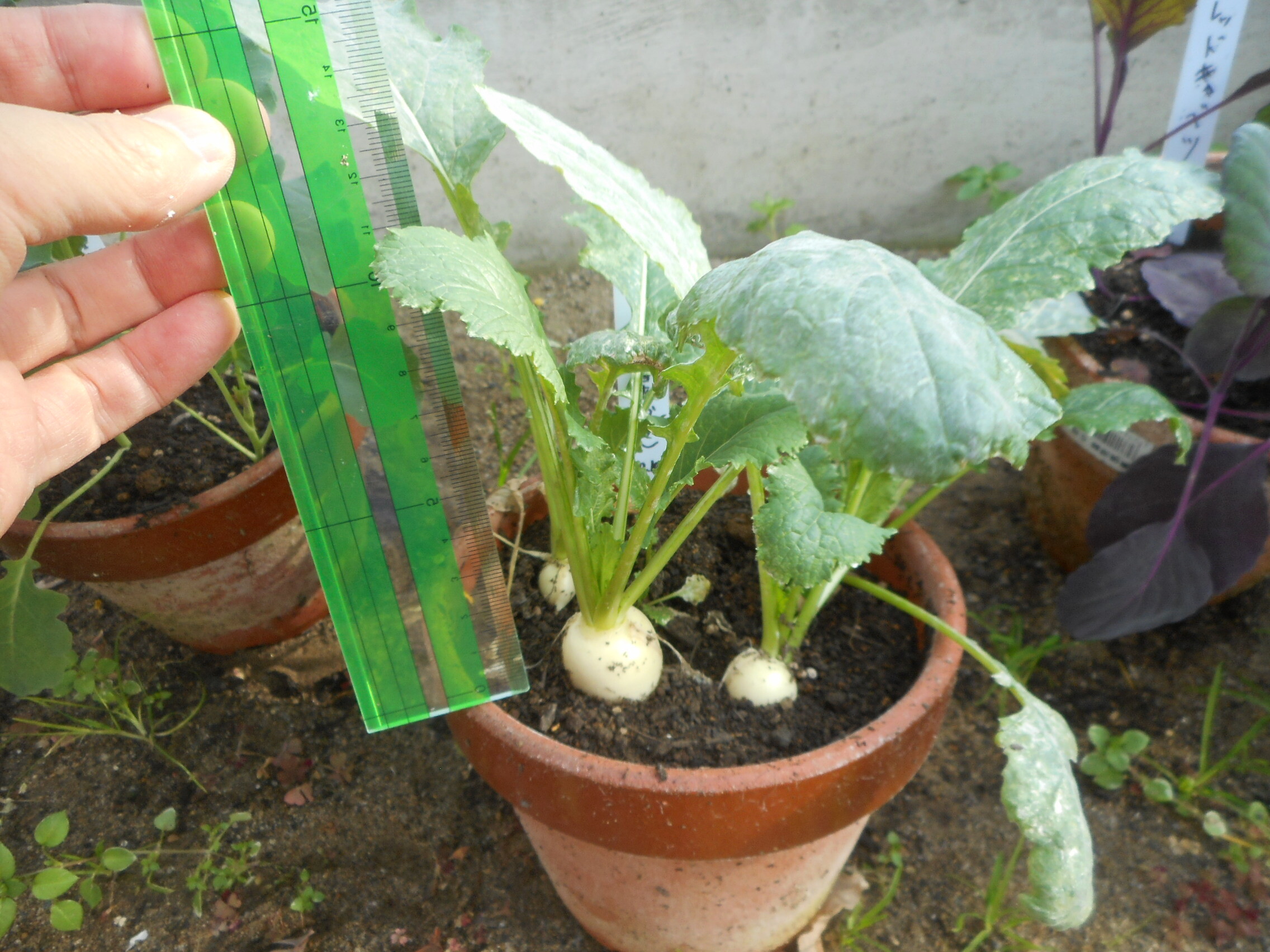 http://www.ige.tohoku.ac.jp/prg/watanabe/as-vegetable2022/images/DSCN4253.JPG