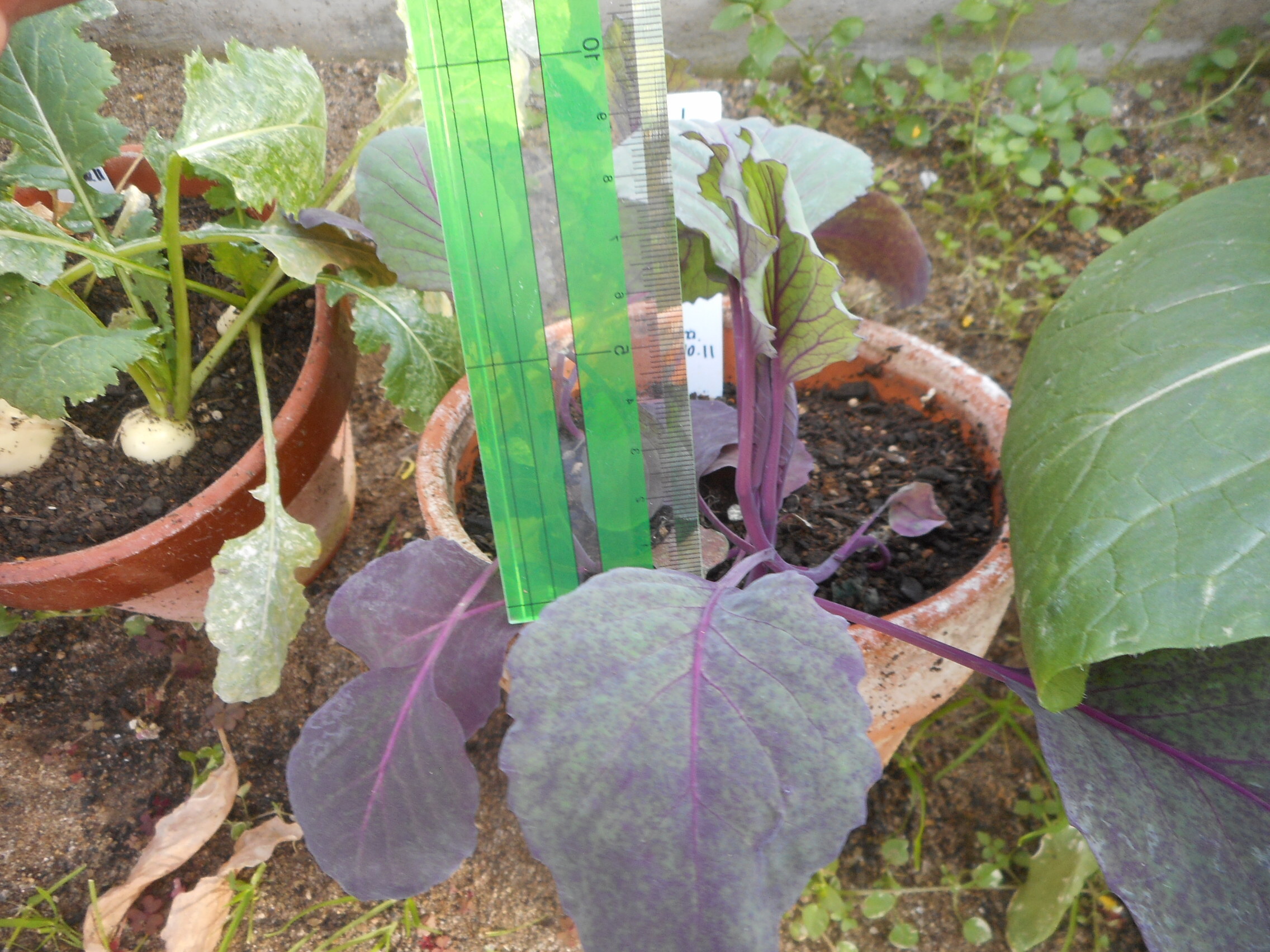 http://www.ige.tohoku.ac.jp/prg/watanabe/as-vegetable2022/images/DSCN4254.JPG