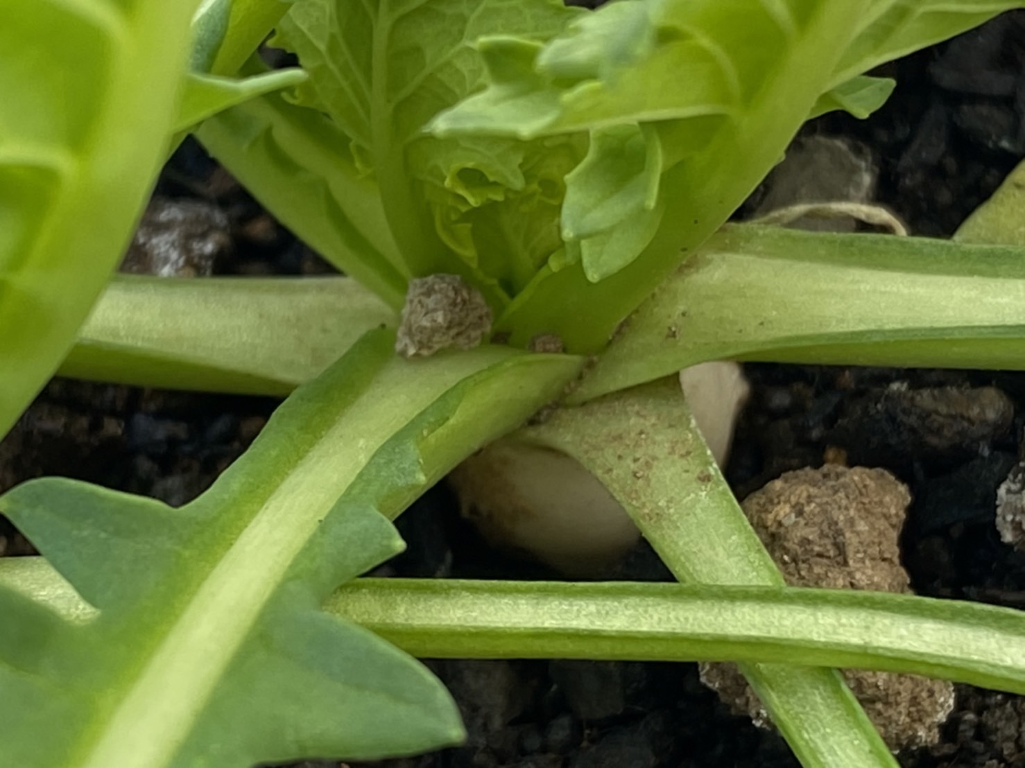 http://www.ige.tohoku.ac.jp/prg/watanabe/as-vegetable2022/images/S__10477578.jpg