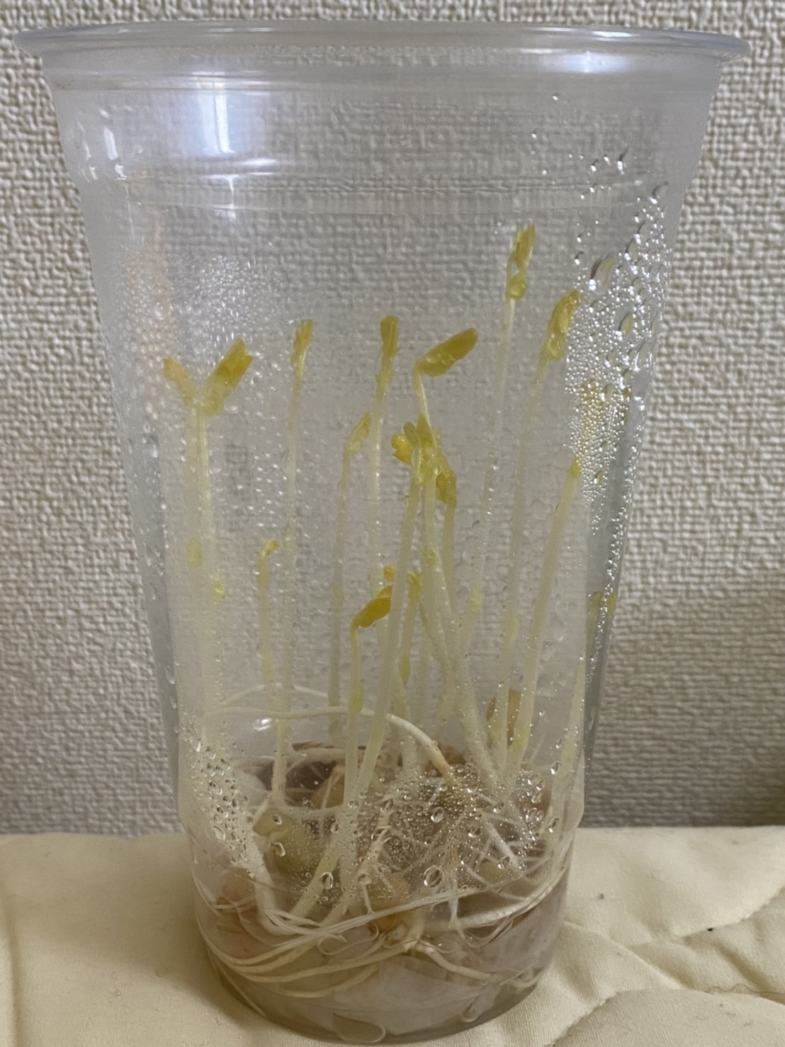 http://www.ige.tohoku.ac.jp/prg/watanabe/as-vegetable2022/images/images/%E5%85%A8%E4%BD%93.jpg