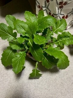 http://www.ige.tohoku.ac.jp/prg/watanabe/as-vegetable2022/ko.jpg