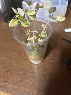 http://www.ige.tohoku.ac.jp/prg/watanabe/as-vegetable2022/mo.jpg