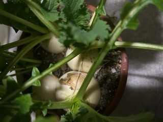 http://www.ige.tohoku.ac.jp/prg/watanabe/as-vegetable2022/nm.jpg