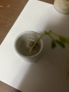 http://www.ige.tohoku.ac.jp/prg/watanabe/as-vegetable2022/po.jpg