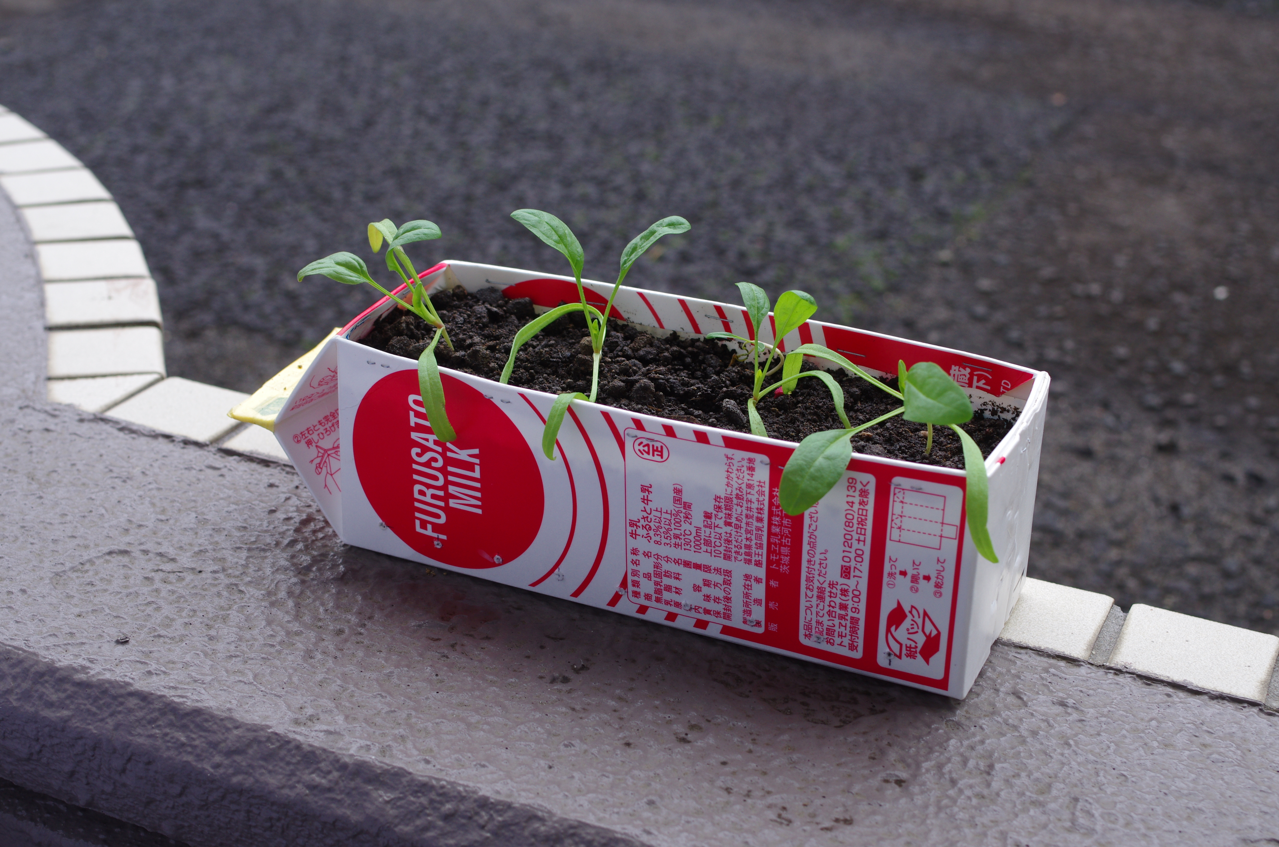 http://www.ige.tohoku.ac.jp/prg/watanabe/as-vegetable2023/IMGP3955.JPG
