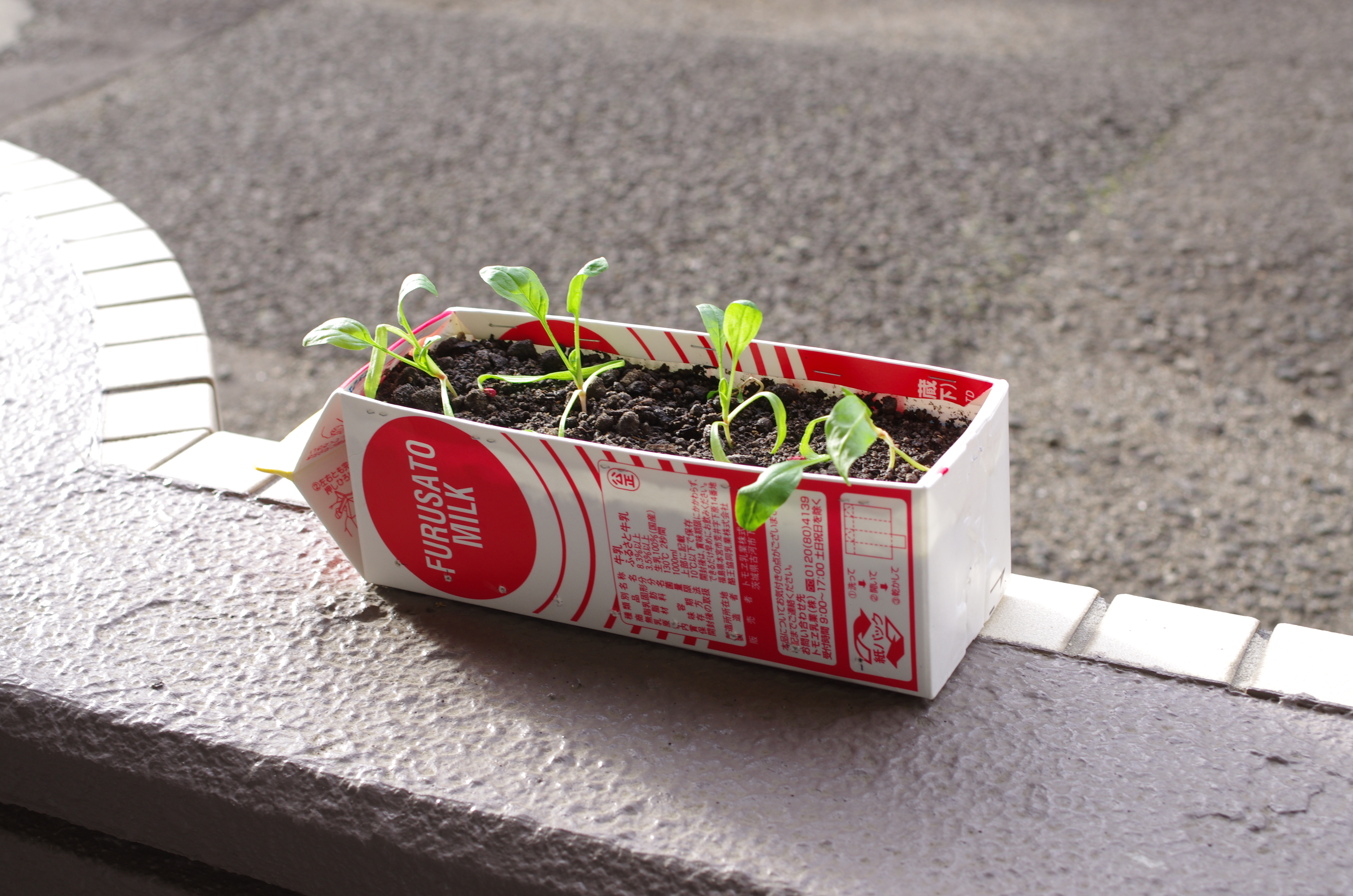 http://www.ige.tohoku.ac.jp/prg/watanabe/as-vegetable2023/IMGP3974.JPG