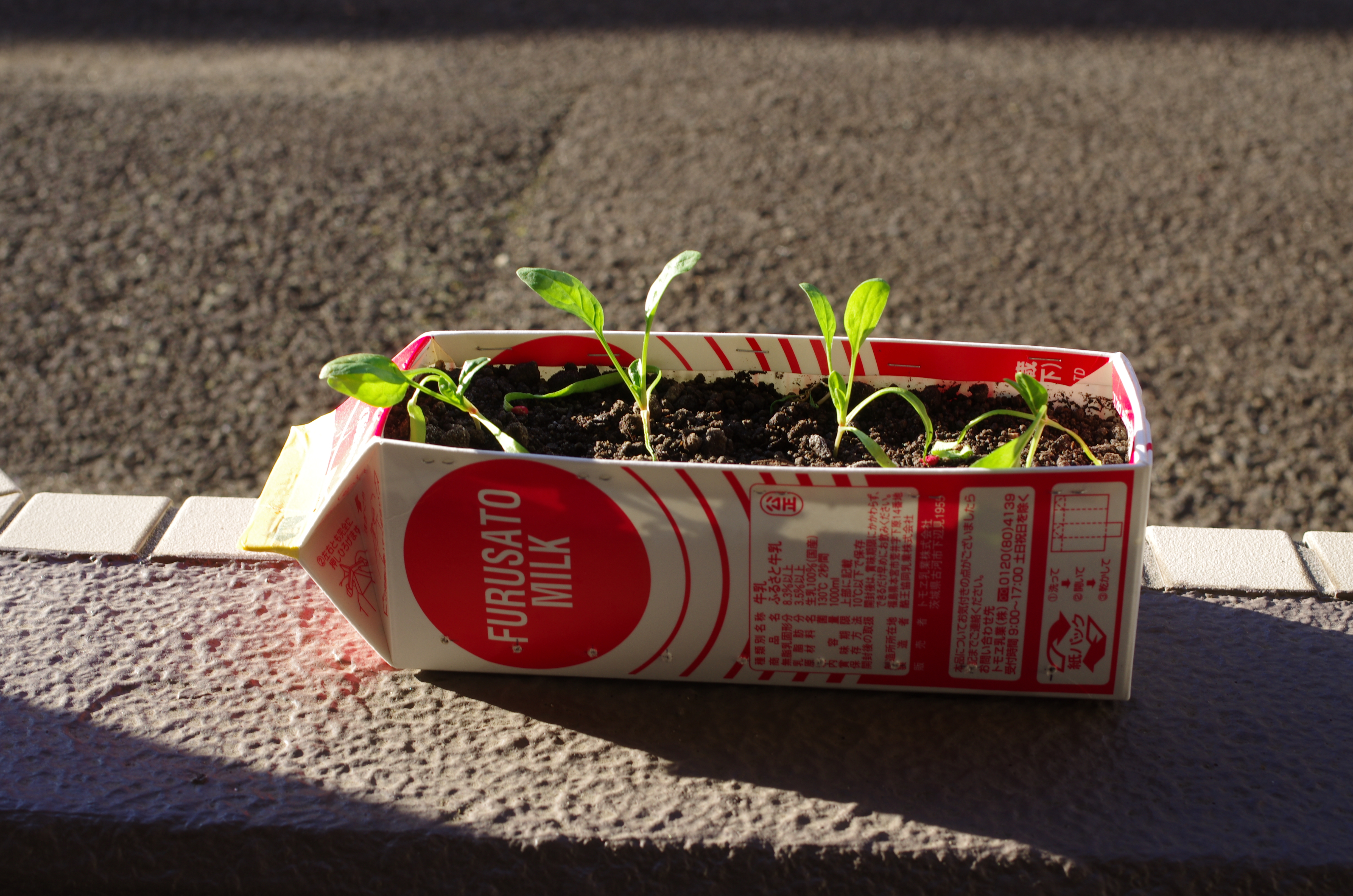 http://www.ige.tohoku.ac.jp/prg/watanabe/as-vegetable2023/IMGP3986.JPG