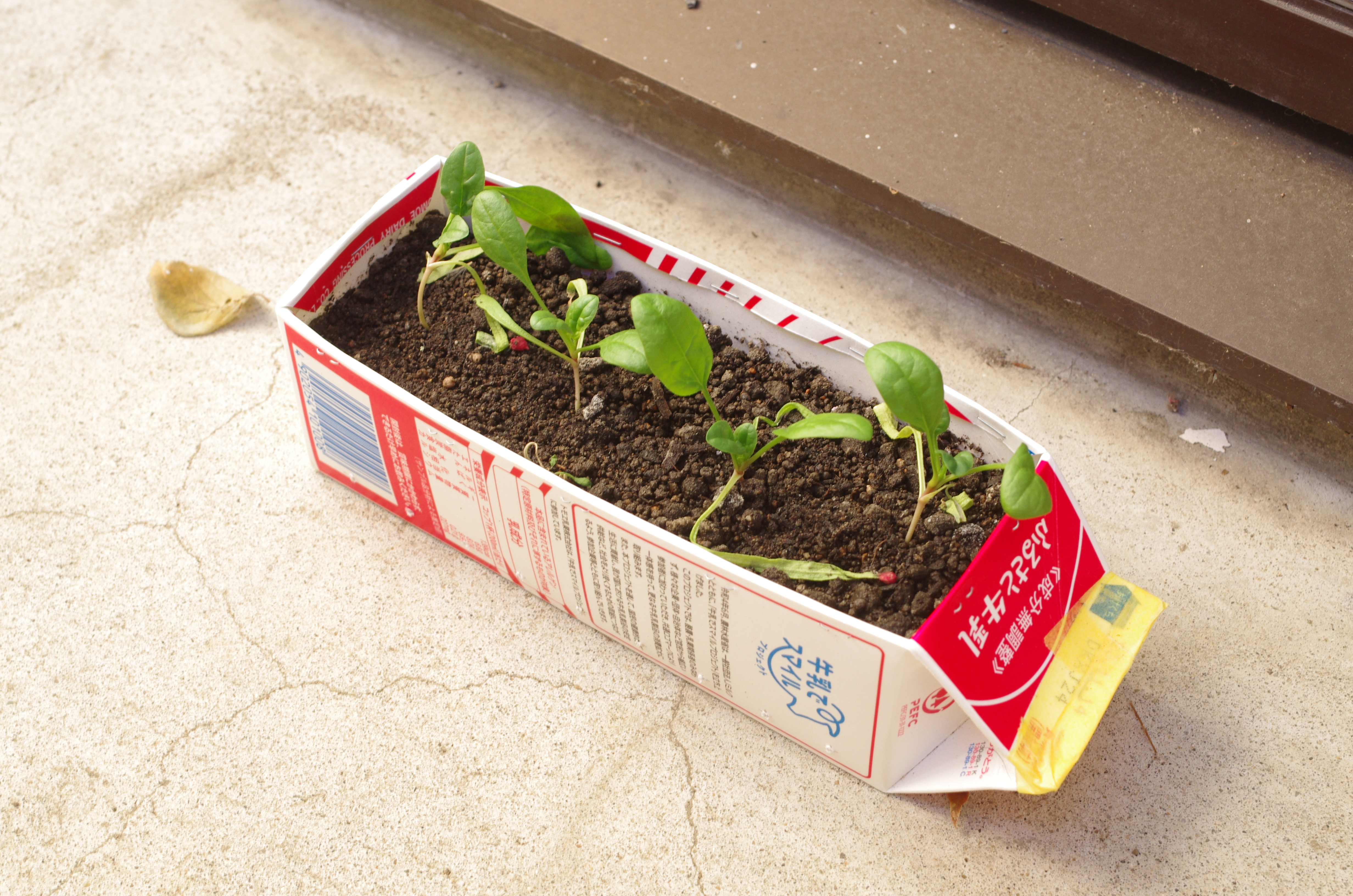 http://www.ige.tohoku.ac.jp/prg/watanabe/as-vegetable2023/IMGP4022.JPG