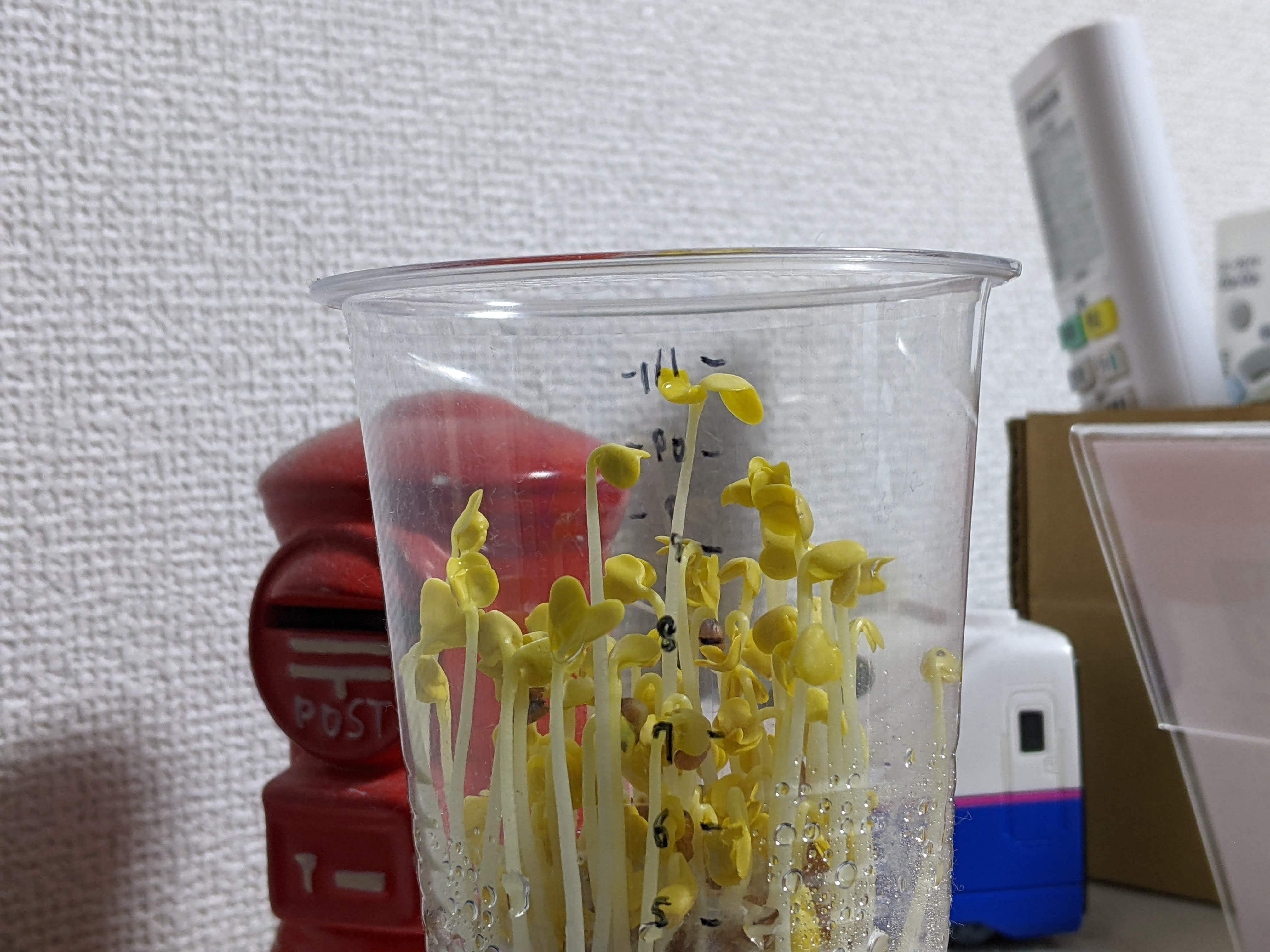 http://www.ige.tohoku.ac.jp/prg/watanabe/as-vegetable2023/PXL_20231214_232123809.jpg
