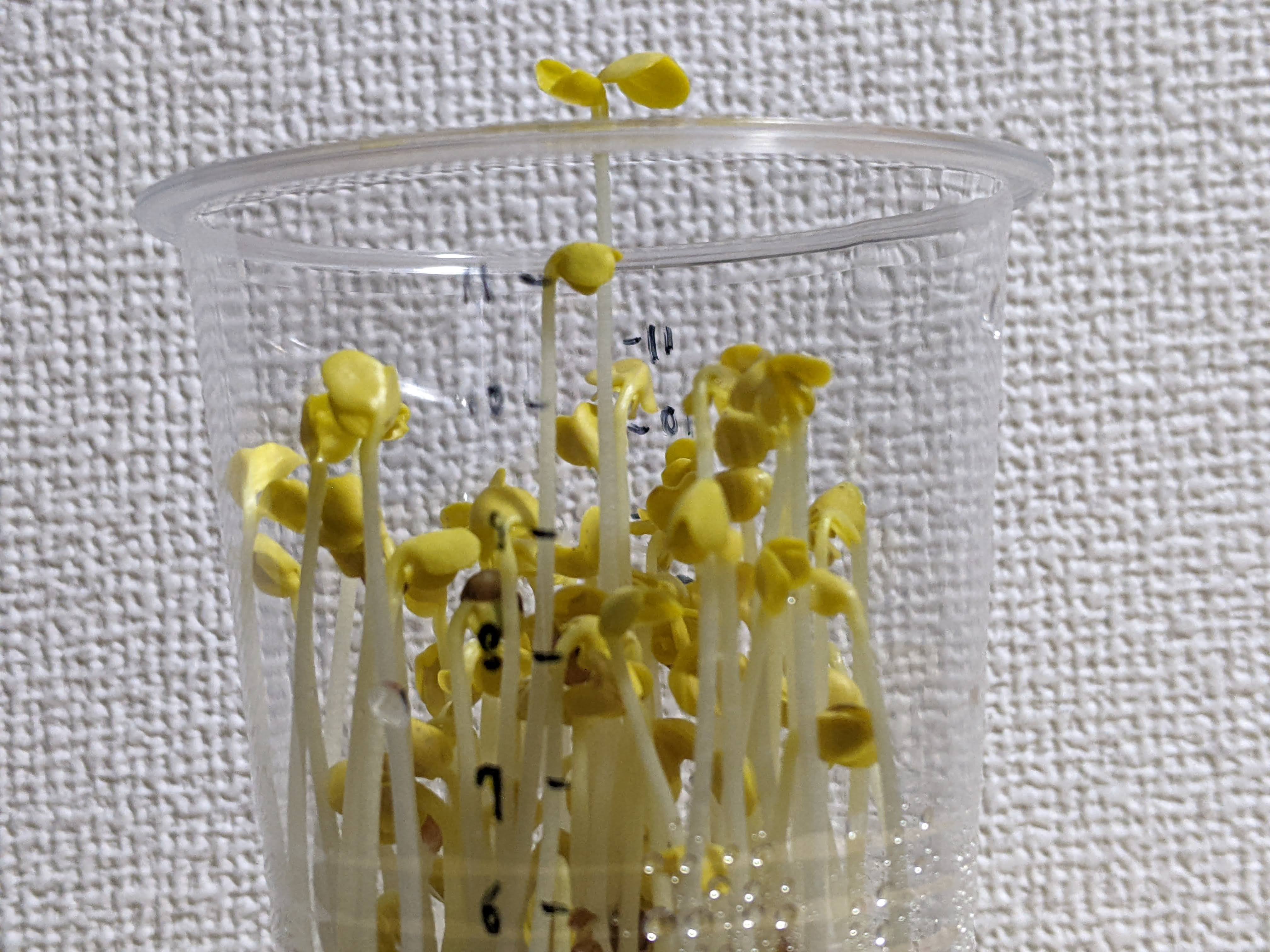 http://www.ige.tohoku.ac.jp/prg/watanabe/as-vegetable2023/PXL_20231216_010321694.MP.jpg
