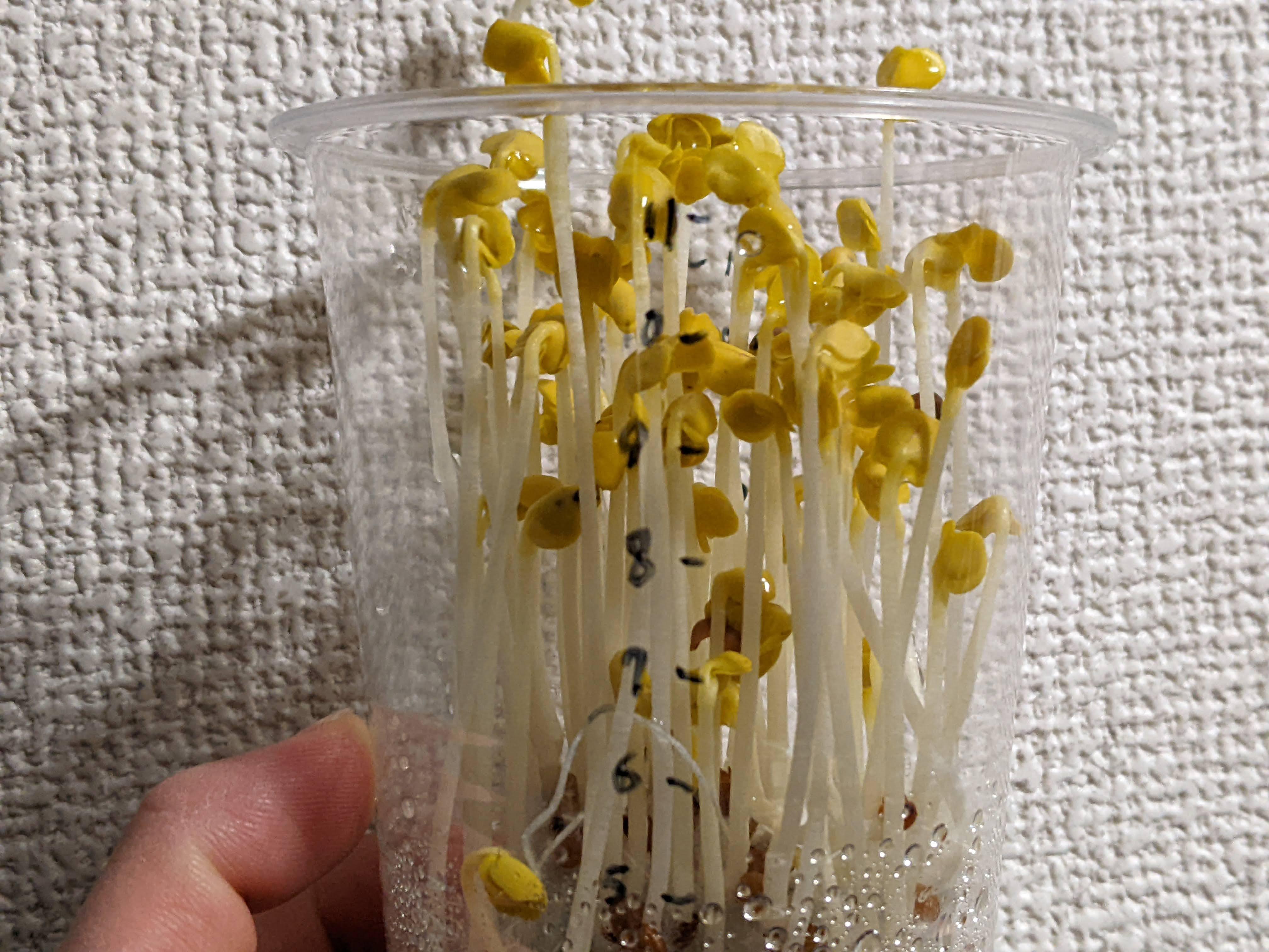 http://www.ige.tohoku.ac.jp/prg/watanabe/as-vegetable2023/PXL_20231217_224638984.MP.jpg