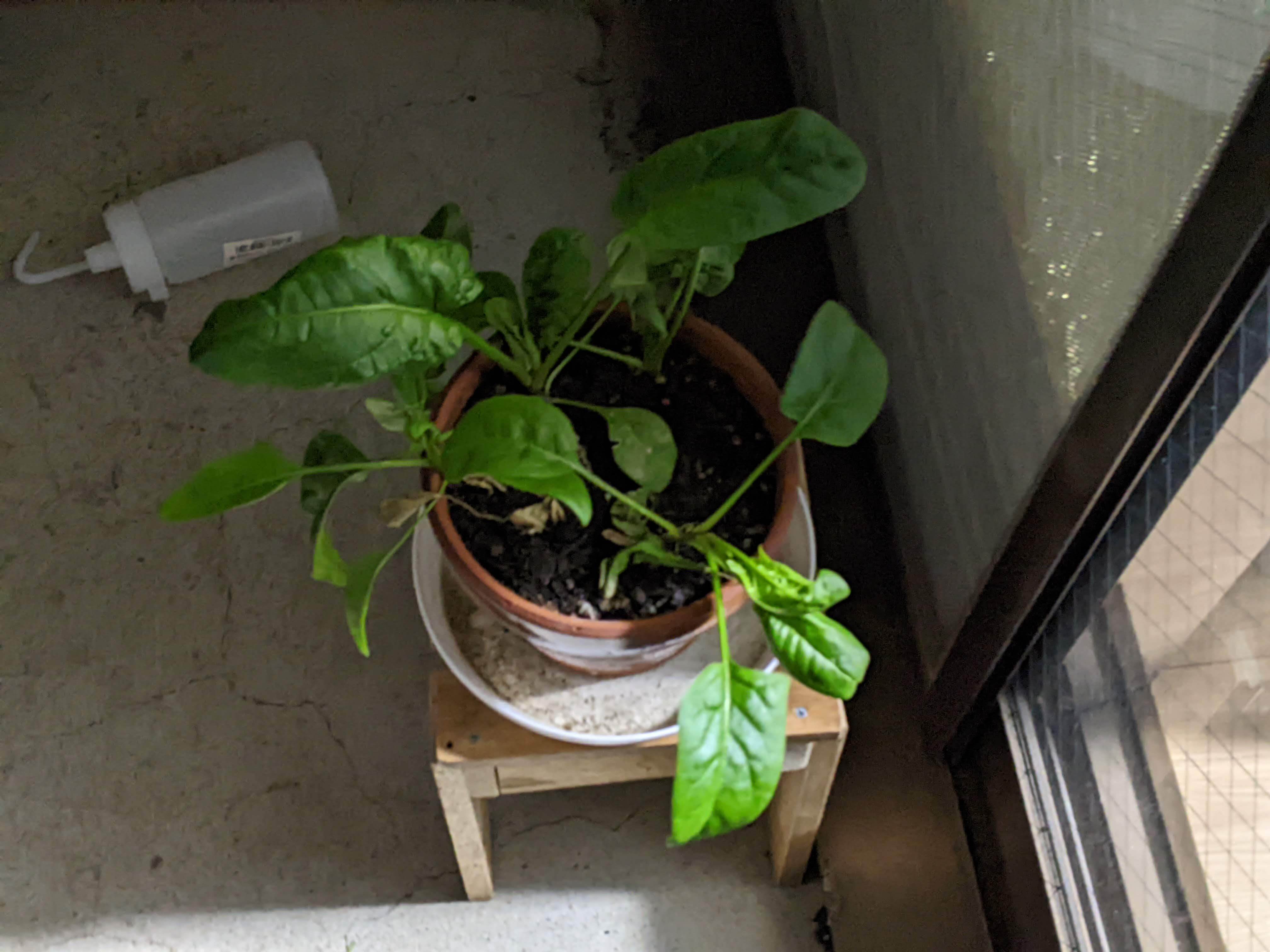 http://www.ige.tohoku.ac.jp/prg/watanabe/as-vegetable2023/PXL_20240201_113613916.jpg