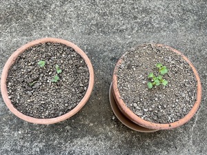 13日目.jpg