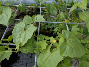 DSCN0282.JPG