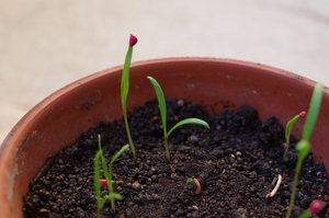 IMGP2971.JPG