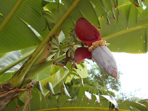 DSCN0242.JPG