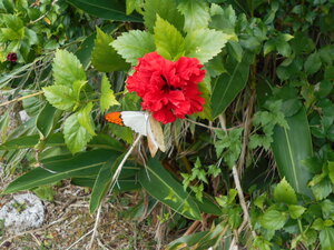 DSCN0270.JPG