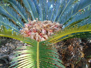 DSCN0336.JPG