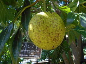 DSCN0410.JPG
