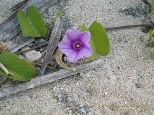 DSCN0474.JPG