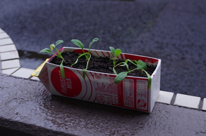 IMGP3962.JPG