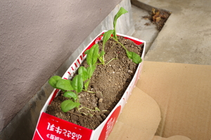 IMGP4154.JPG