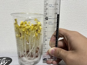 11日.jpg