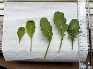 58日目間引き3.jpg