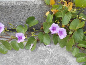 DSCN0237.JPG