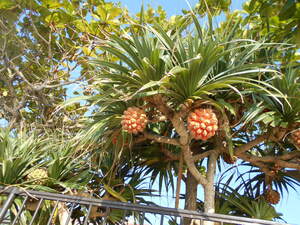 DSCN0299.JPG