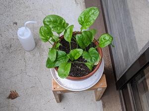 PXL_20231216_005145864 (1).jpg