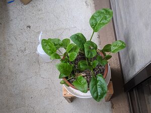PXL_20240107_025737587.jpg