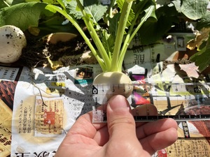 S__38879248_0.jpg