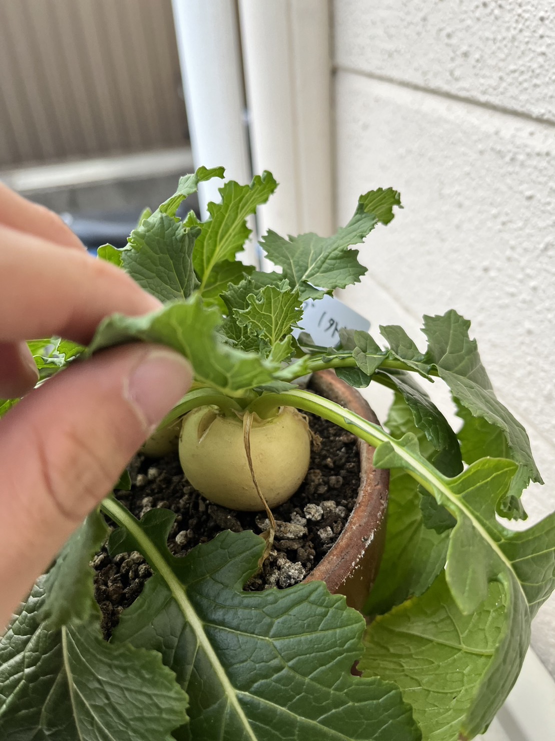 http://www.ige.tohoku.ac.jp/prg/watanabe/as-vegetable2023/images/104%E6%97%A5%E7%9B%AE%E5%A4%96.jpg