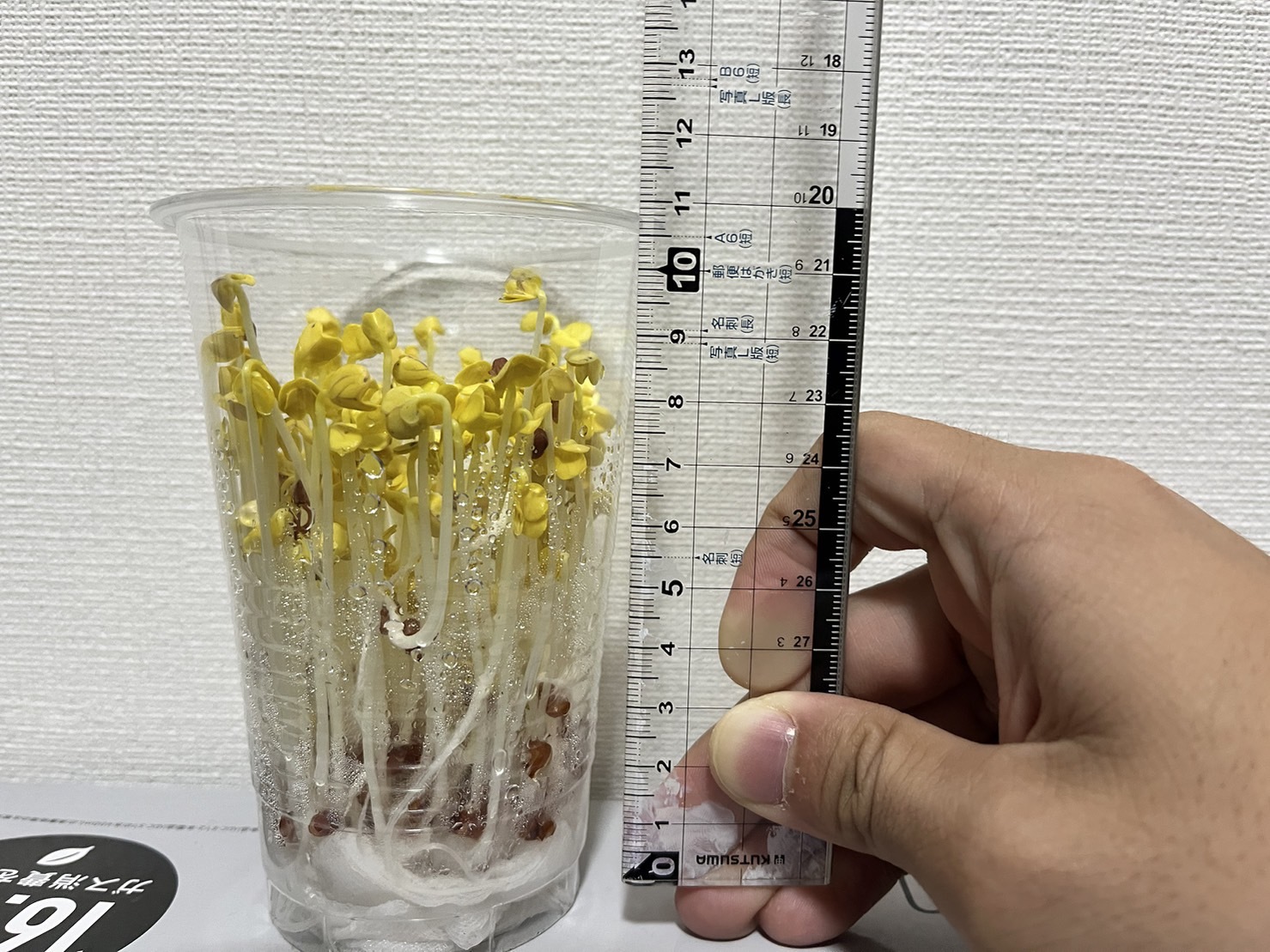 http://www.ige.tohoku.ac.jp/prg/watanabe/as-vegetable2023/images/11%E6%97%A5.jpg