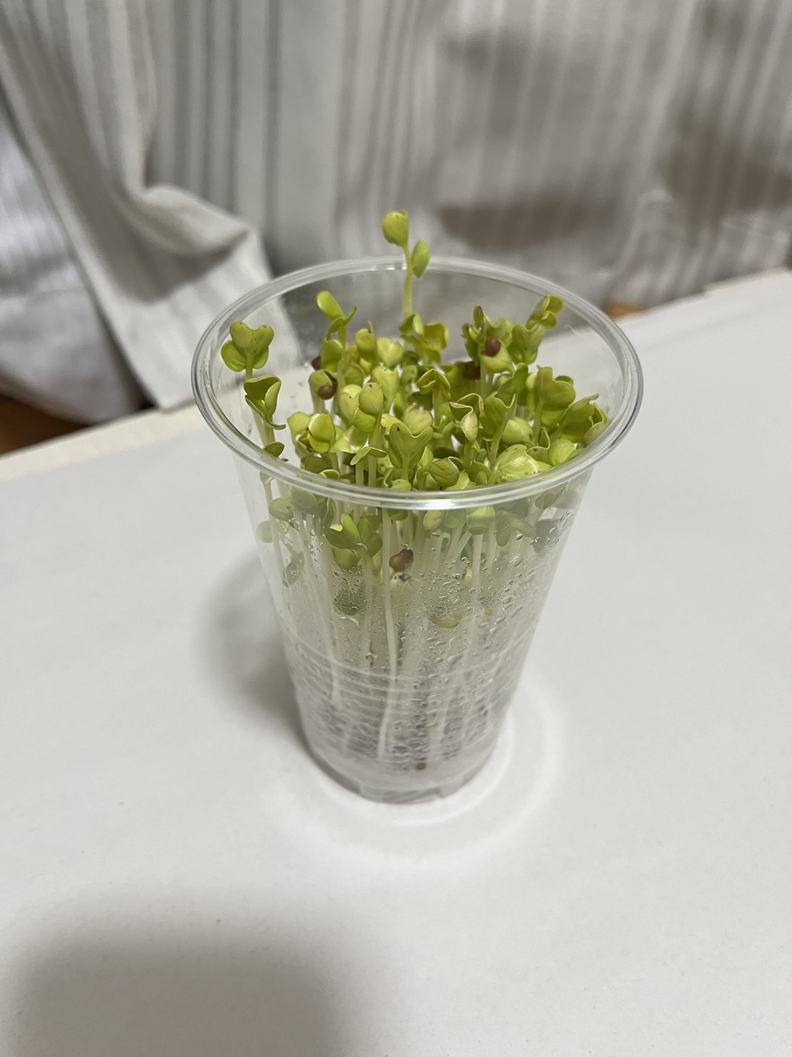 http://www.ige.tohoku.ac.jp/prg/watanabe/as-vegetable2023/images/14%E6%97%A5.jpg